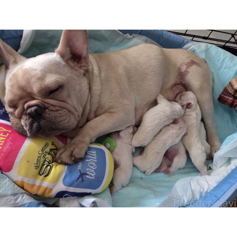 伊藤里那ブリーダーの詳細