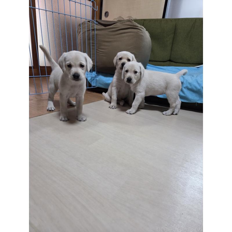 伊藤里那ブリーダーの詳細