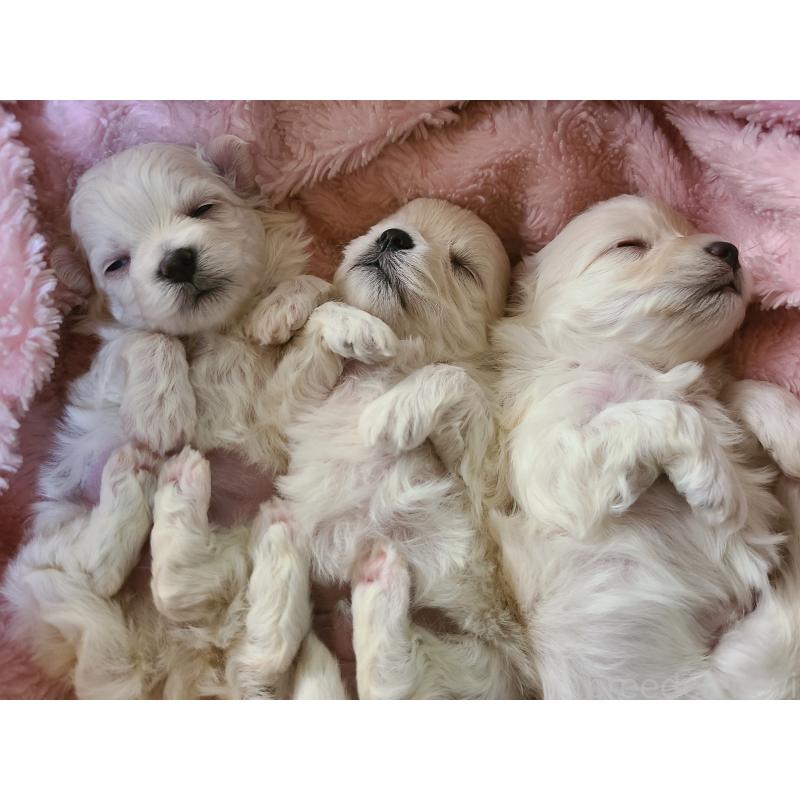 伊藤里那ブリーダーの詳細