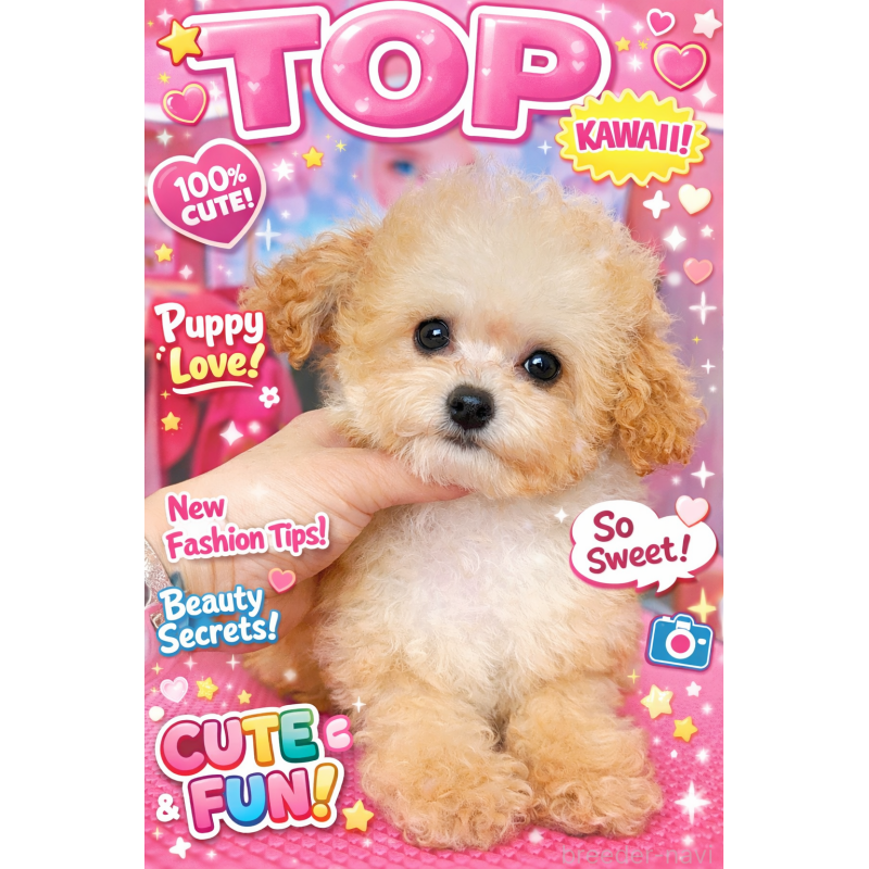 販売中の栃木県のティーカッププードル-437786の3枚目