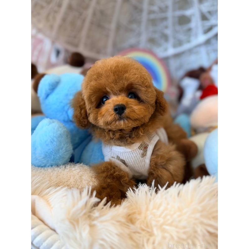 犬舎紹介の山形県の犬舎紹介-3006の5枚目