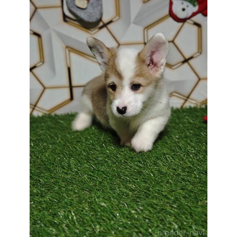 成約済の静岡県のウェルシュコーギーペンブローク-445426の9枚目