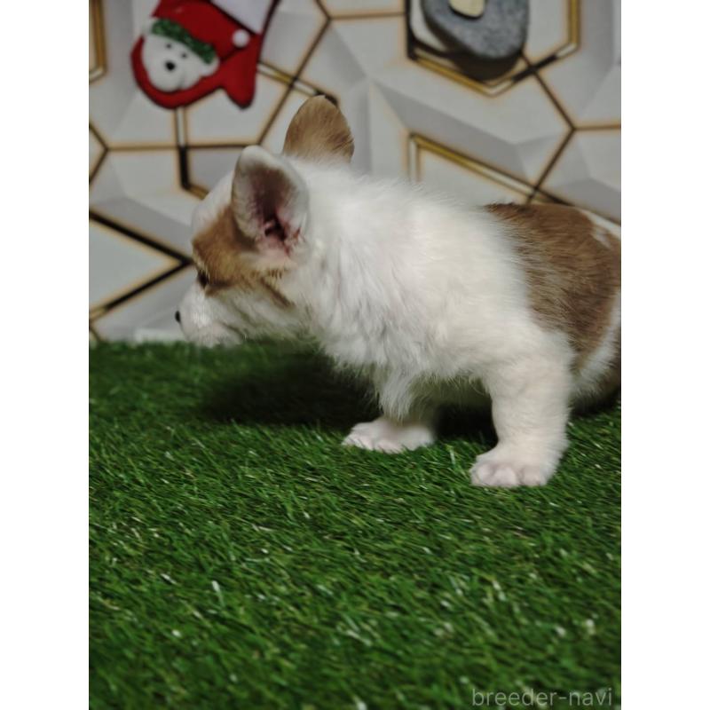 成約済の静岡県のウェルシュコーギーペンブローク-445426の8枚目