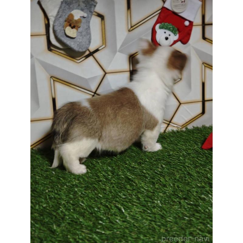 成約済の静岡県のウェルシュコーギーペンブローク-445426の7枚目