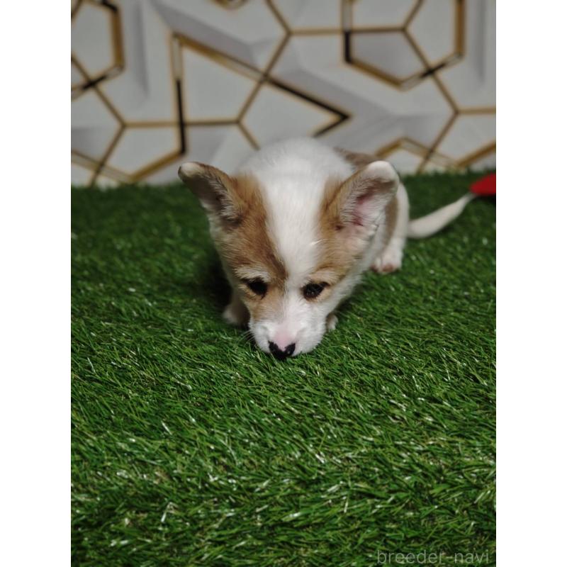 成約済の静岡県のウェルシュコーギーペンブローク-445426の5枚目