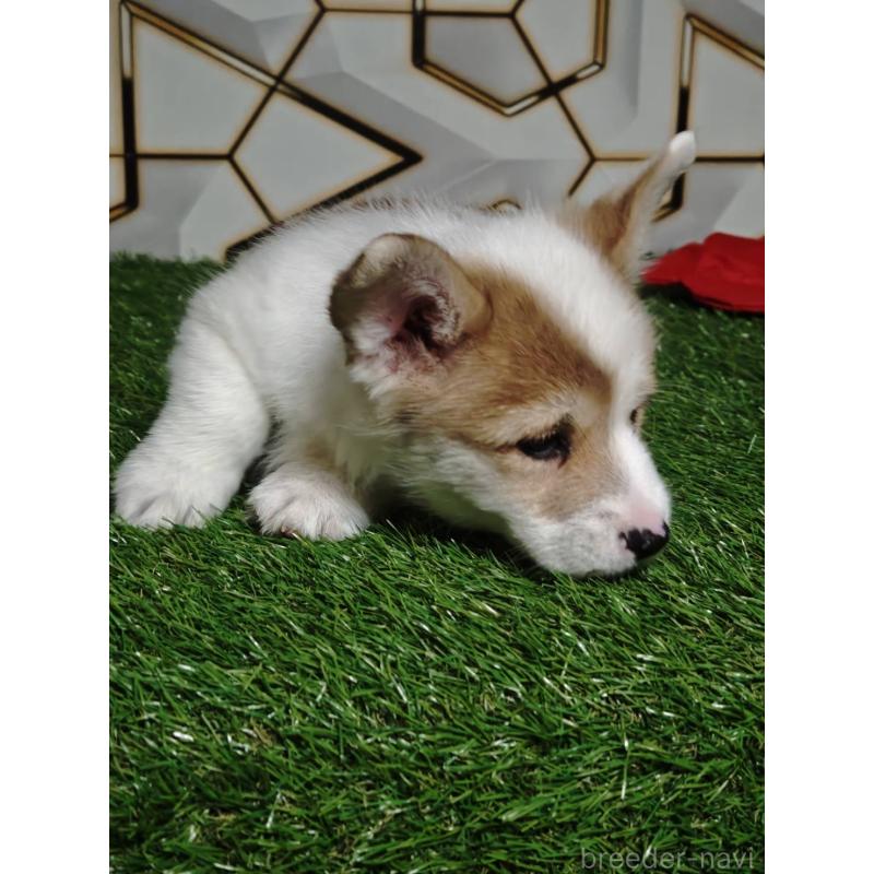 成約済の静岡県のウェルシュコーギーペンブローク-445426の4枚目