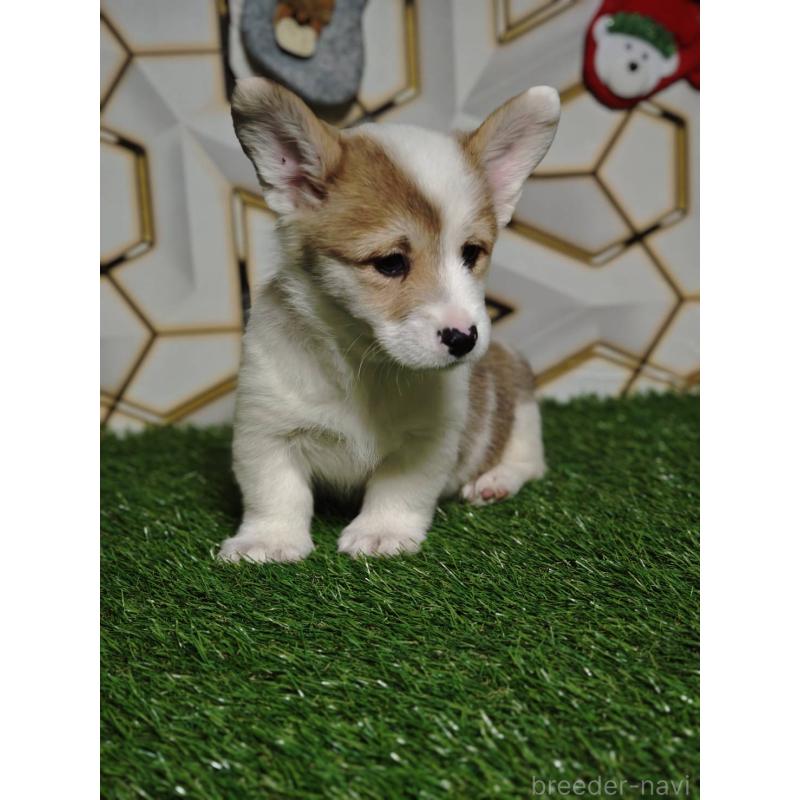 成約済の静岡県のウェルシュコーギーペンブローク-445426の3枚目