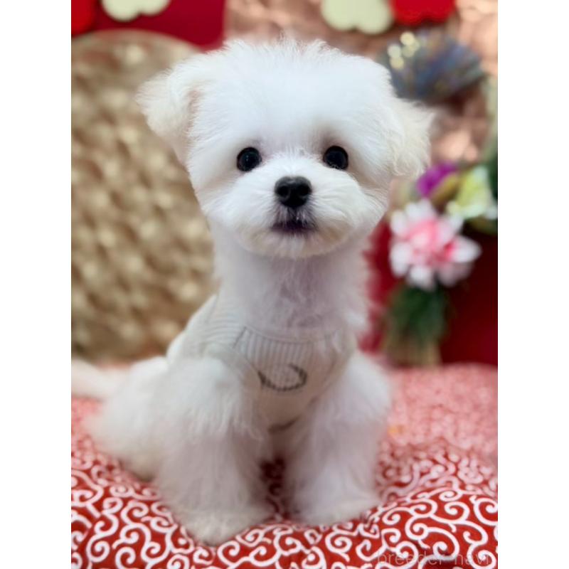 販売中の山形県のチワマル:チワワ×マルチーズ-422370の2枚目