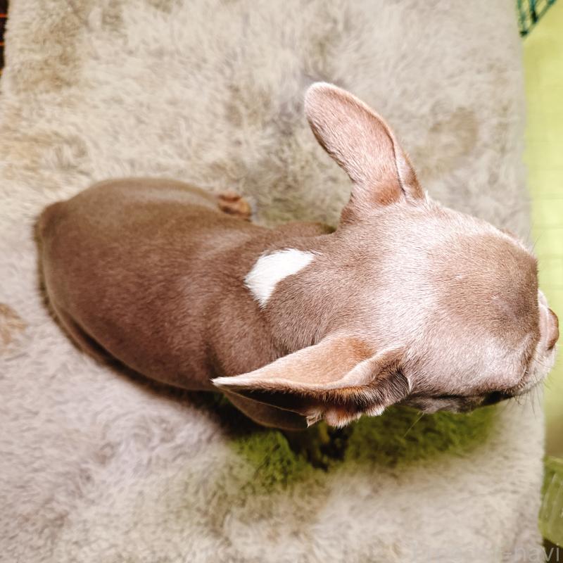 販売中の奈良県のフレンチブルドッグ-446844の8枚目