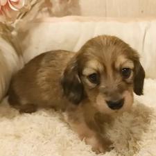 ♀︎ミニチュアダックスフンド(ロングヘアード)