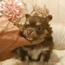 ♀︎チワワ(ロングコート)