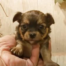 ♀︎チワワ(ロングコート)