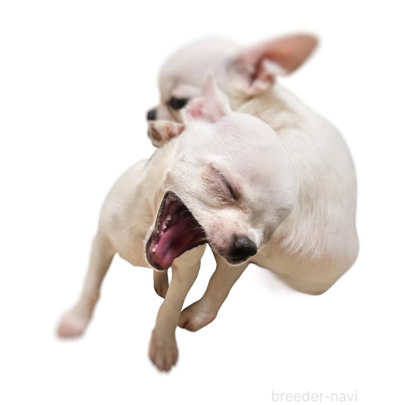 販売中の千葉県のチワワ(スムースコート)-444277の9枚目