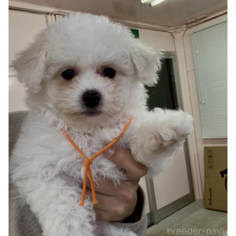 販売中の滋賀県のビションフリーゼ-444124の5枚目