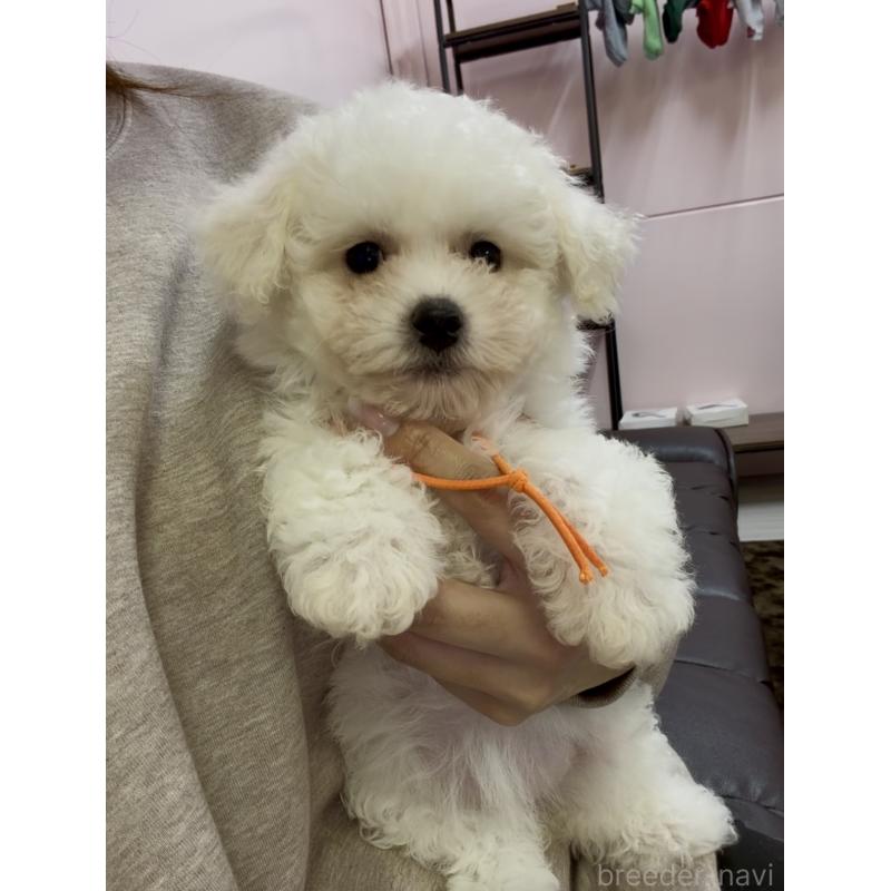 販売中の滋賀県のビションフリーゼ-444124の3枚目