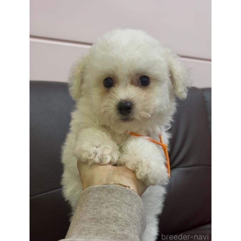 販売中の滋賀県のビションフリーゼ-444124の2枚目