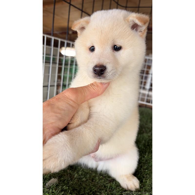 販売中の茨城県の豆柴-445262の9枚目