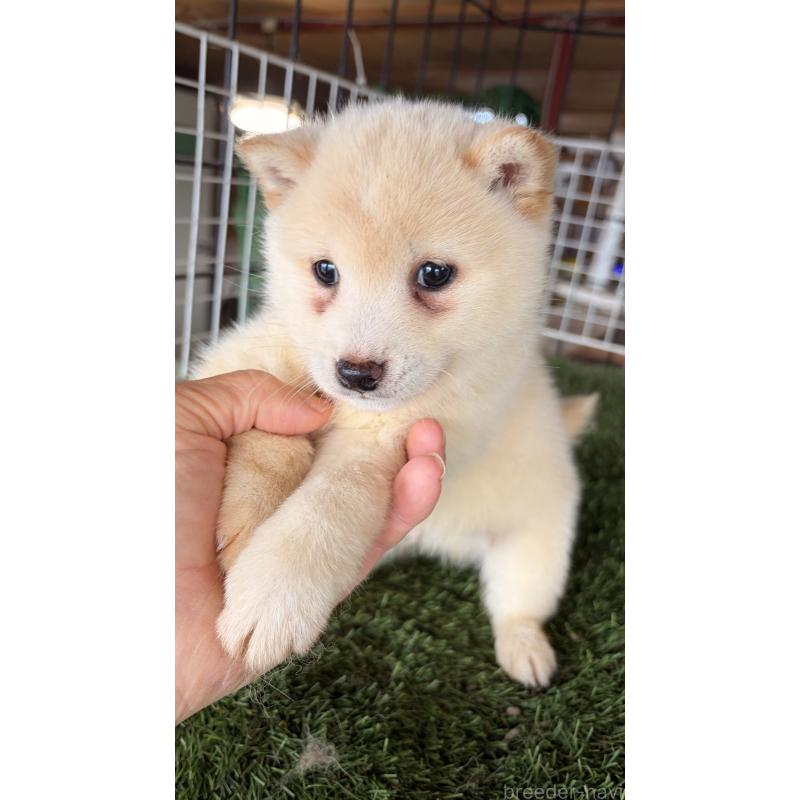 販売中の茨城県の豆柴-442992の3枚目