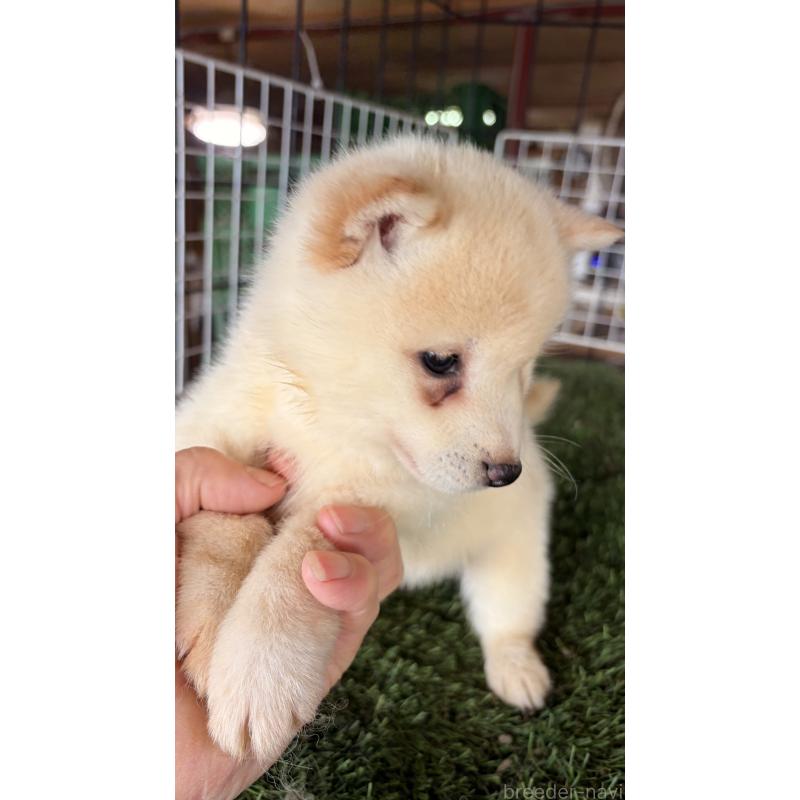 販売中の茨城県の豆柴-442992の2枚目