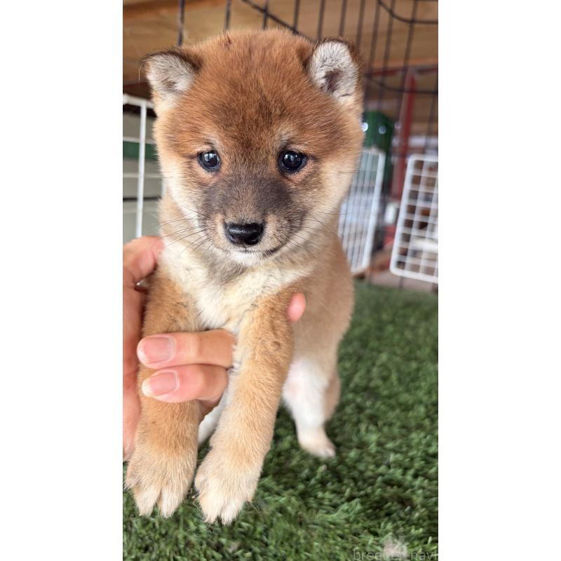 商談中の茨城県の豆柴-442989の5枚目