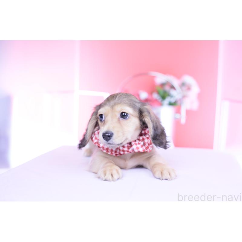 販売中の愛知県のカニンヘンダックスフンド(ロングヘアード)-444151の12枚目