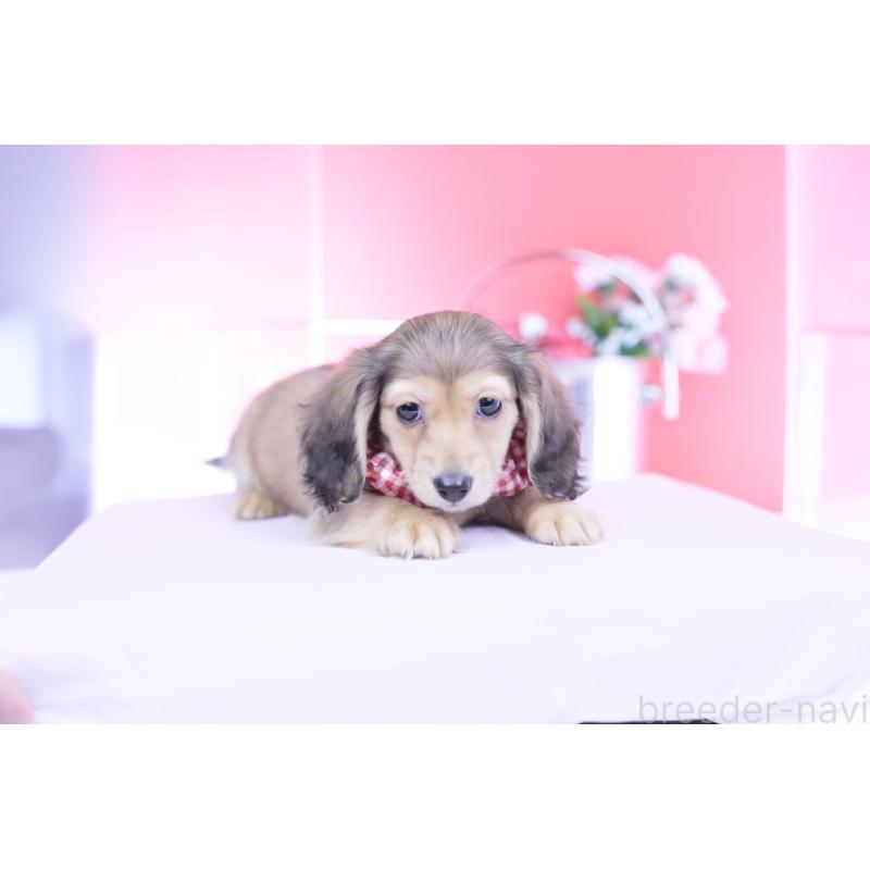 販売中の愛知県のカニンヘンダックスフンド(ロングヘアード)-444151の10枚目