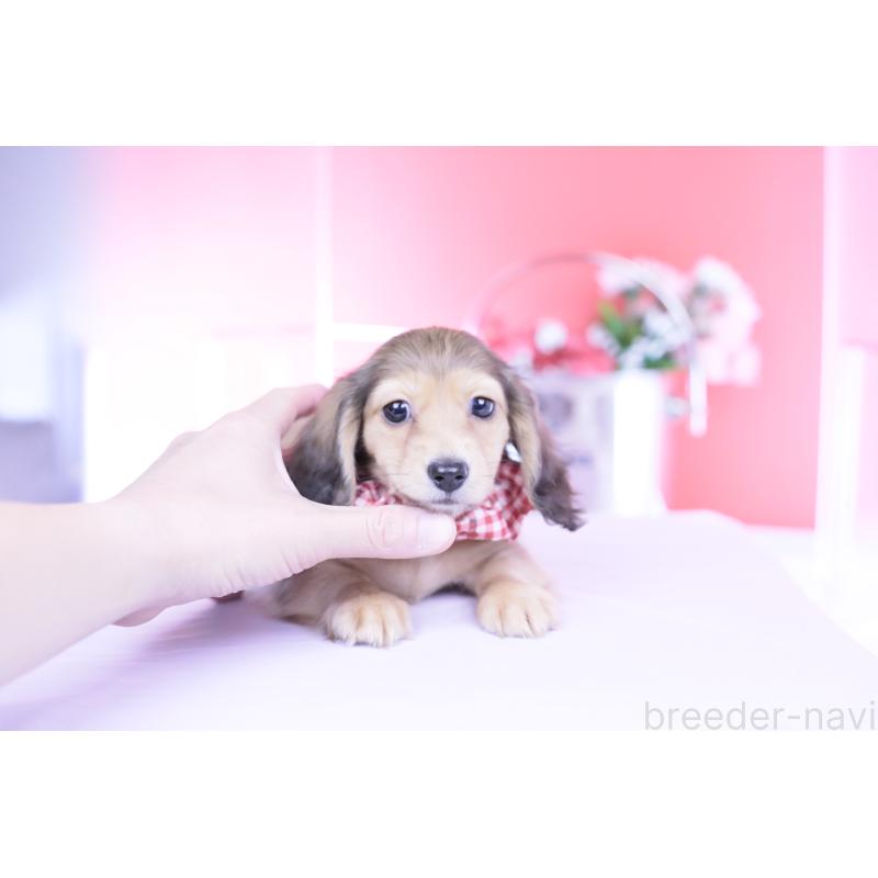 販売中の愛知県のカニンヘンダックスフンド(ロングヘアード)-444151の7枚目