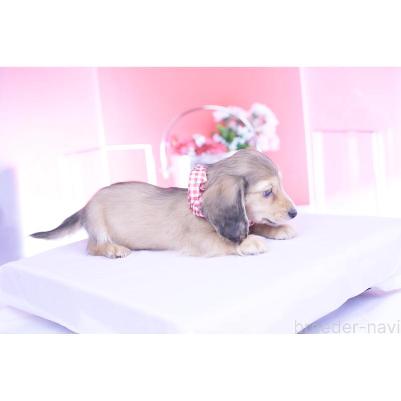 販売中の愛知県のカニンヘンダックスフンド(ロングヘアード)-444151の6枚目