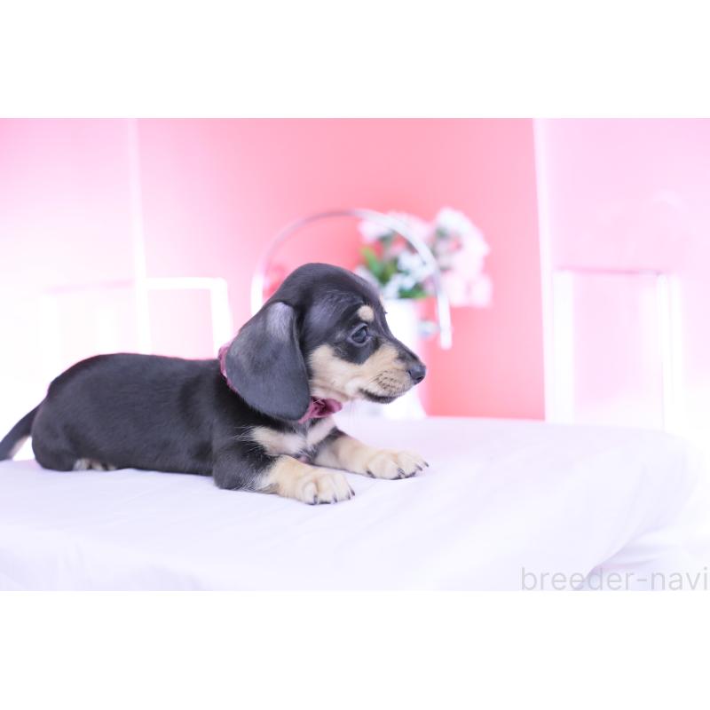 販売中の愛知県のカニンヘンダックスフンド(スムースヘアード)-446940の2枚目