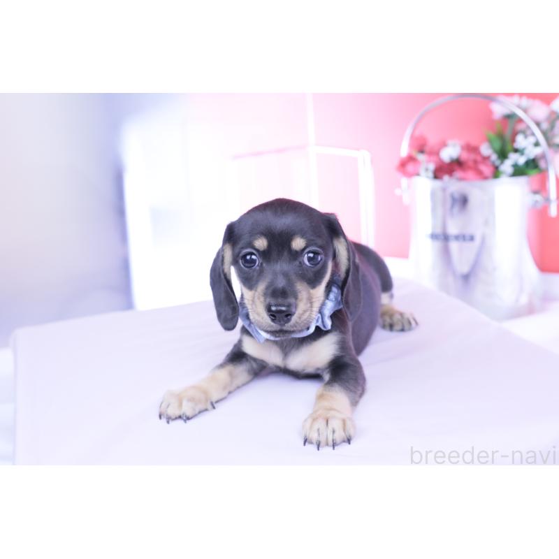 販売中の愛知県のカニンヘンダックスフンド(スムースヘアード)-446943の11枚目