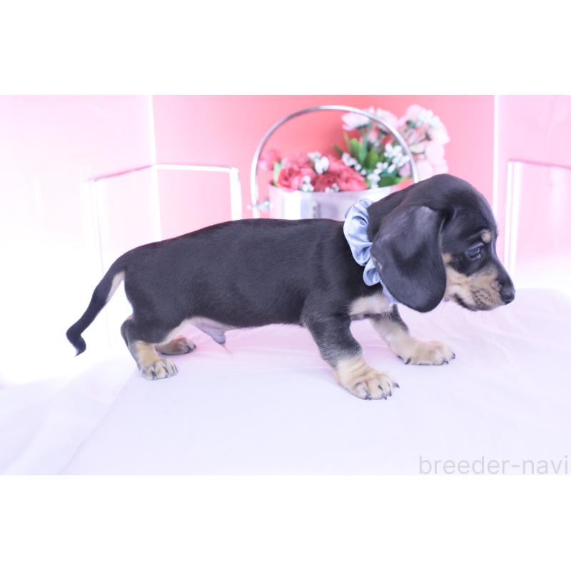 販売中の愛知県のカニンヘンダックスフンド(スムースヘアード)-446943の10枚目