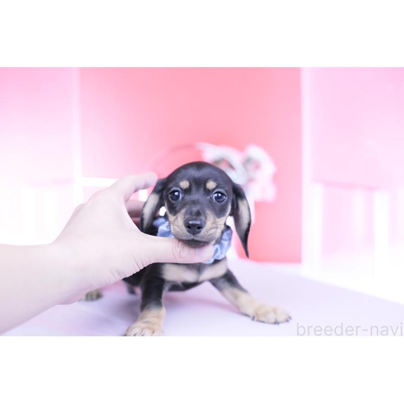 販売中の愛知県のカニンヘンダックスフンド(スムースヘアード)-446943の7枚目