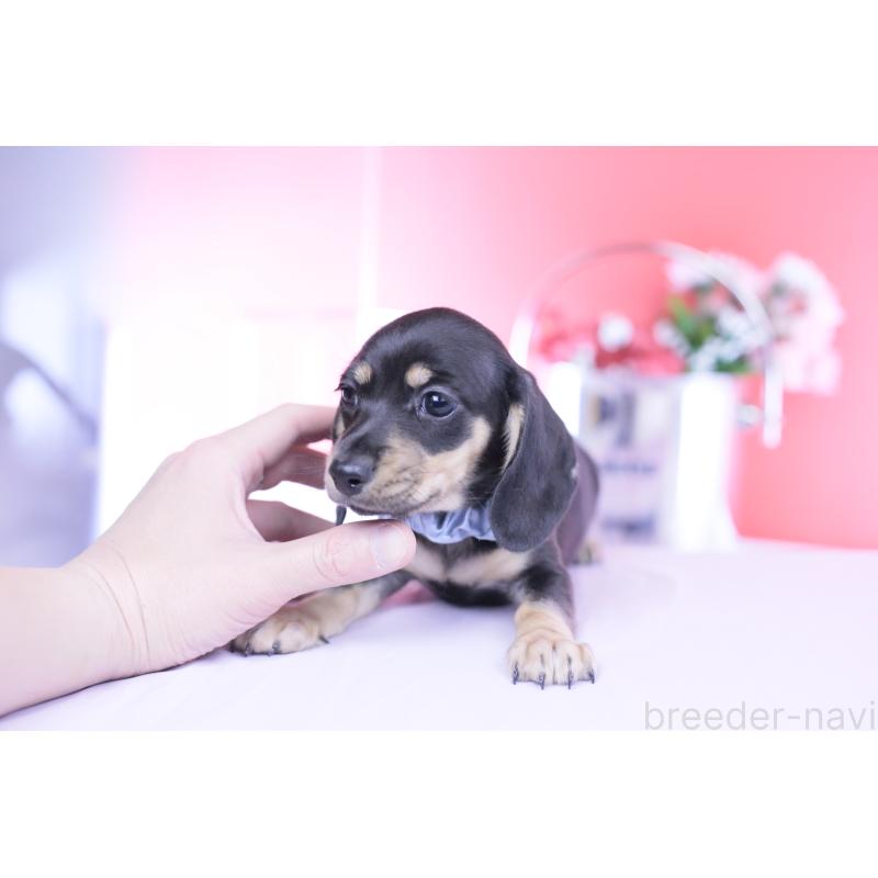 販売中の愛知県のカニンヘンダックスフンド(スムースヘアード)-446943の4枚目