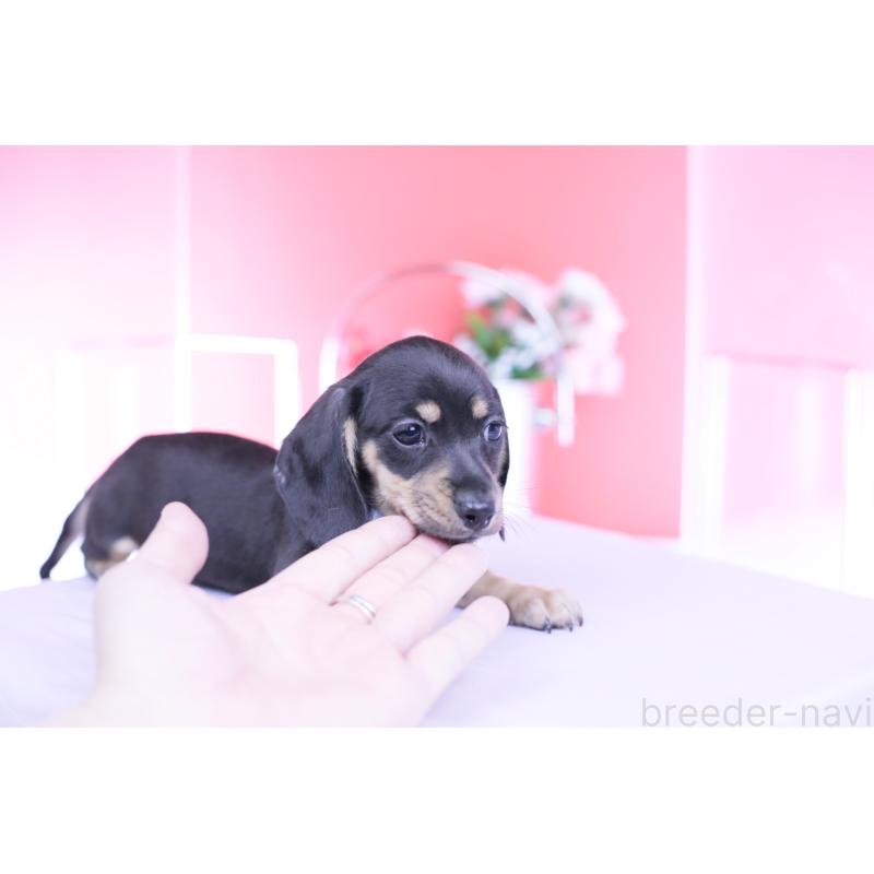 販売中の愛知県のカニンヘンダックスフンド(スムースヘアード)-446943の2枚目