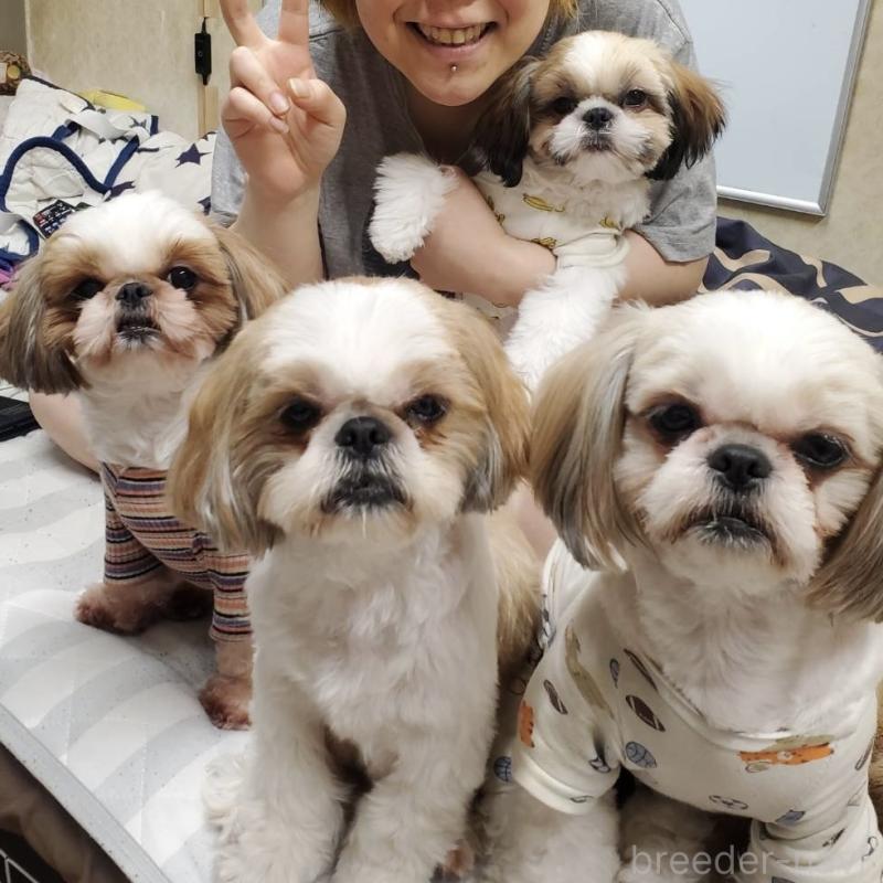 犬舎紹介の大阪府の犬舎紹介-4570の4枚目