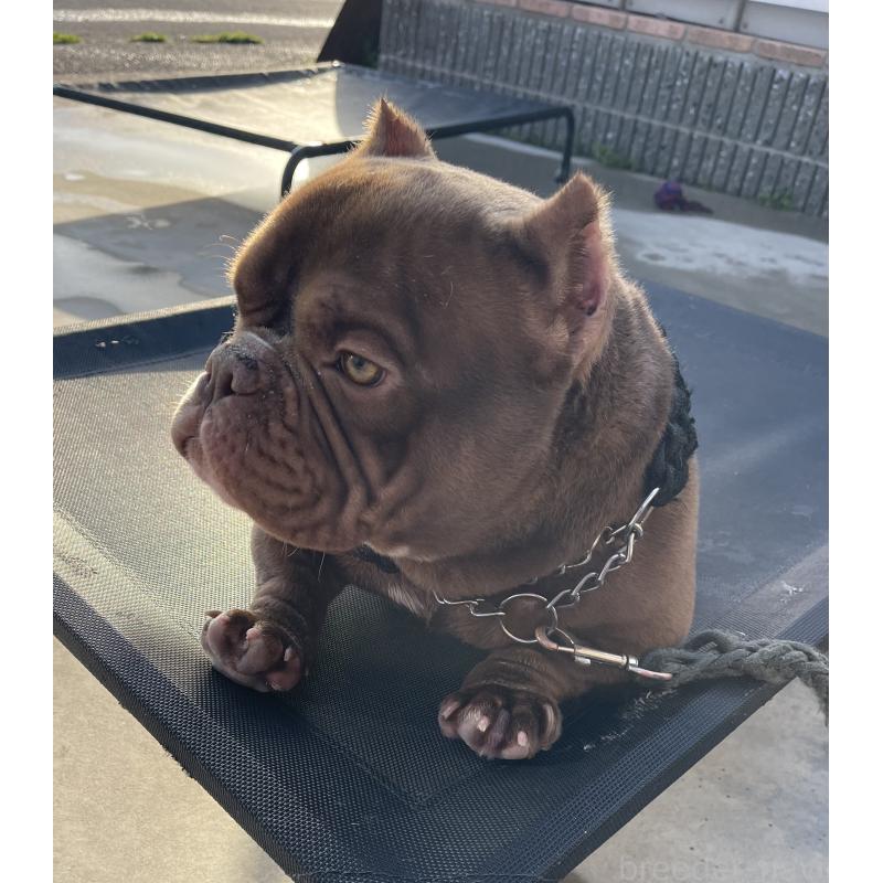 犬舎紹介の滋賀県の犬舎紹介-4958の5枚目