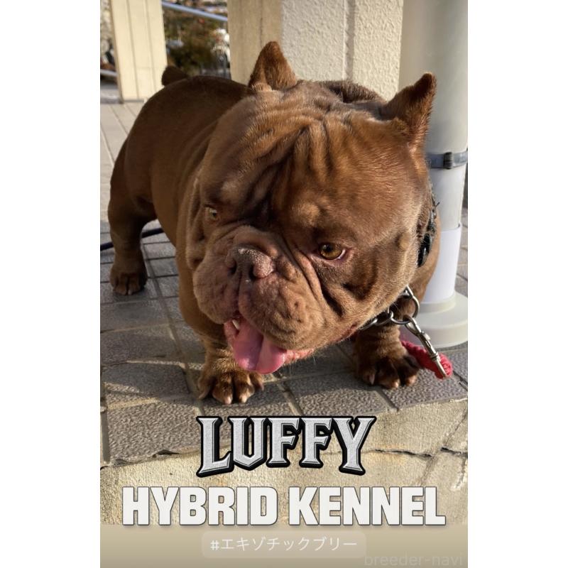 犬舎紹介の滋賀県の犬舎紹介-4958の3枚目