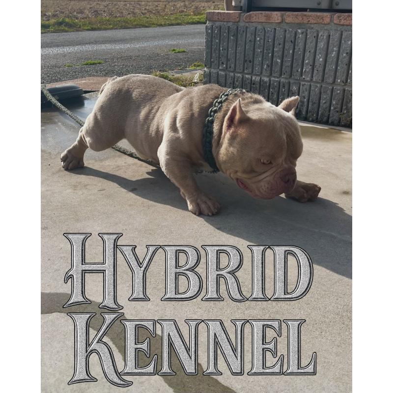 犬舎紹介の滋賀県の犬舎紹介-4958の4枚目