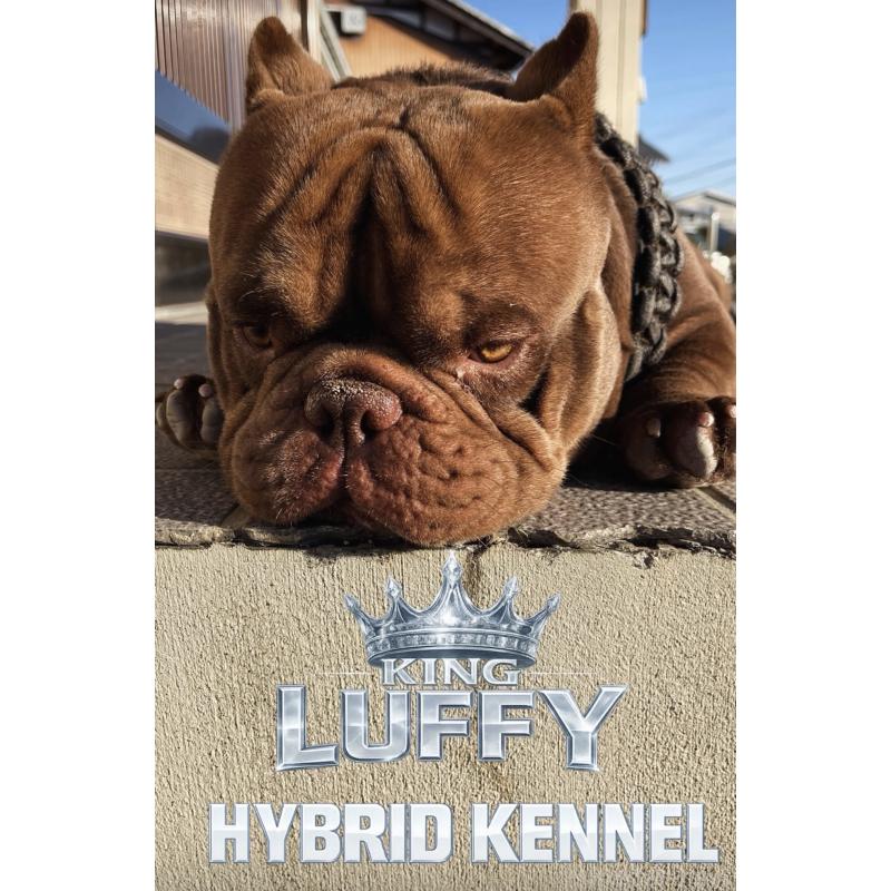 犬舎紹介の滋賀県の犬舎紹介-4958の2枚目