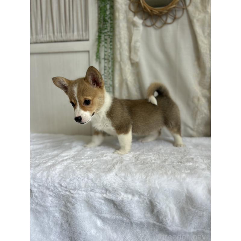 販売中の愛媛県のウェルシュコーギーペンブローク-442757の6枚目