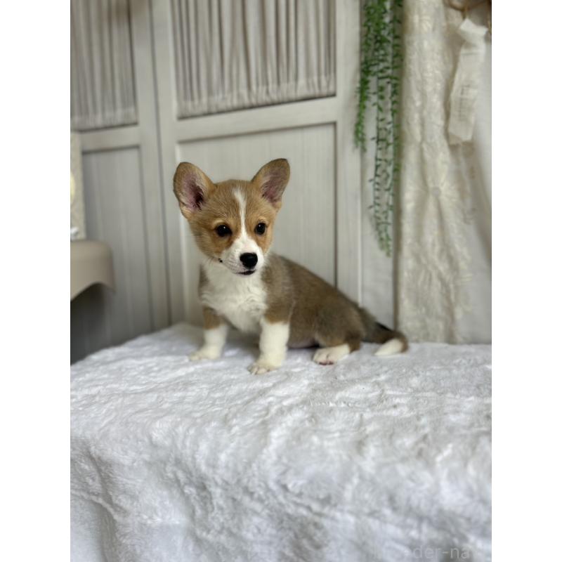 販売中の愛媛県のウェルシュコーギーペンブローク-442757の4枚目