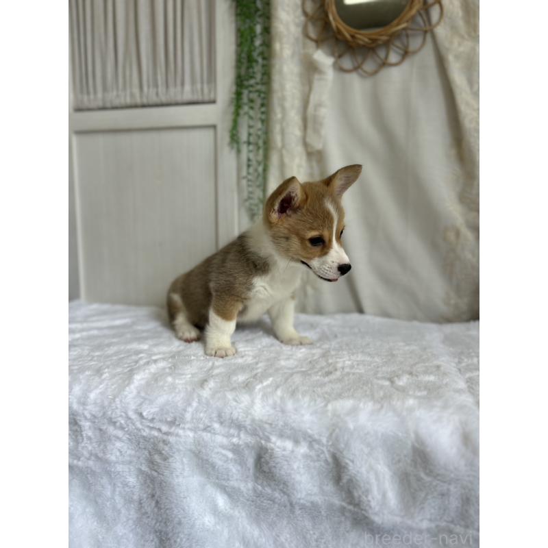 販売中の愛媛県のウェルシュコーギーペンブローク-442757の3枚目