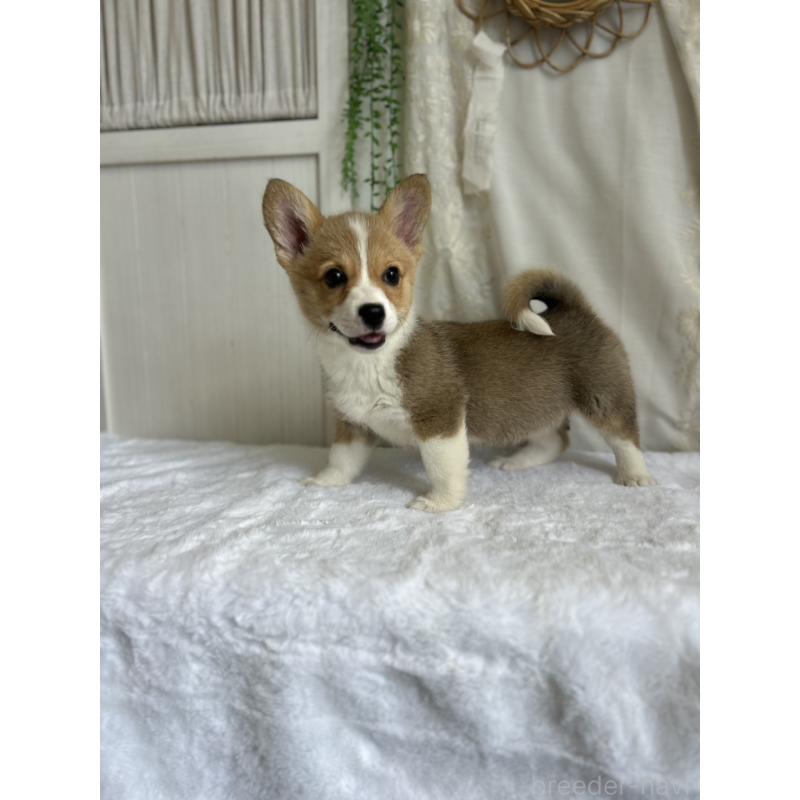 販売中の愛媛県のウェルシュコーギーペンブローク-442757の2枚目
