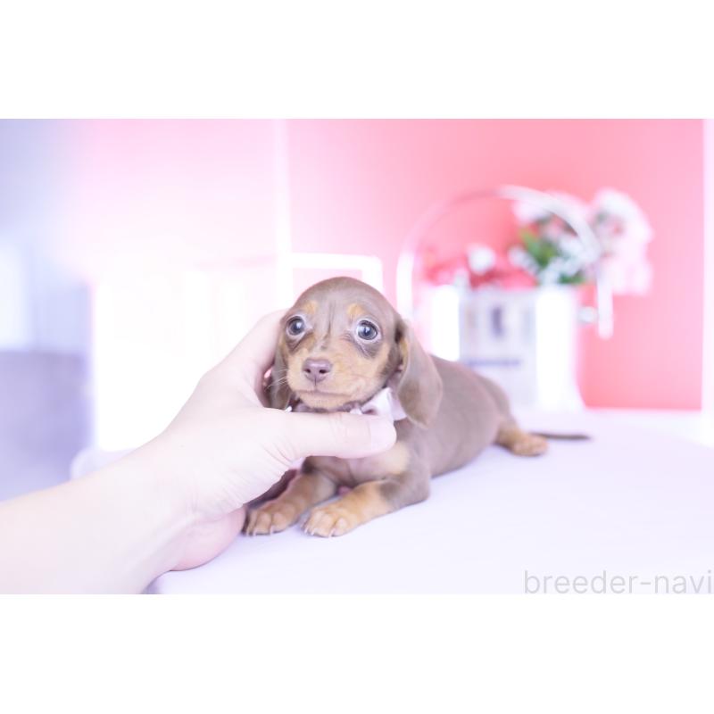 販売中の愛知県のカニンヘンダックスフンド(スムースヘアード)-444706の3枚目