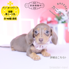 ♀︎カニンヘンダックスフンド(スムースヘアード)