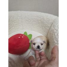 ♀︎チワワ(ロングコート)