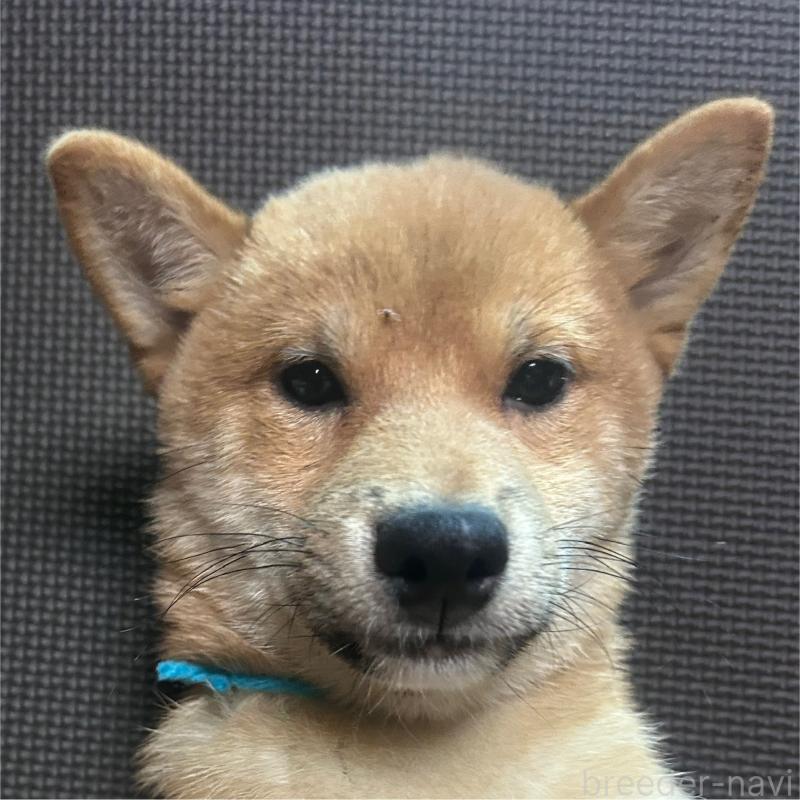 販売中の福岡県の豆柴-439834