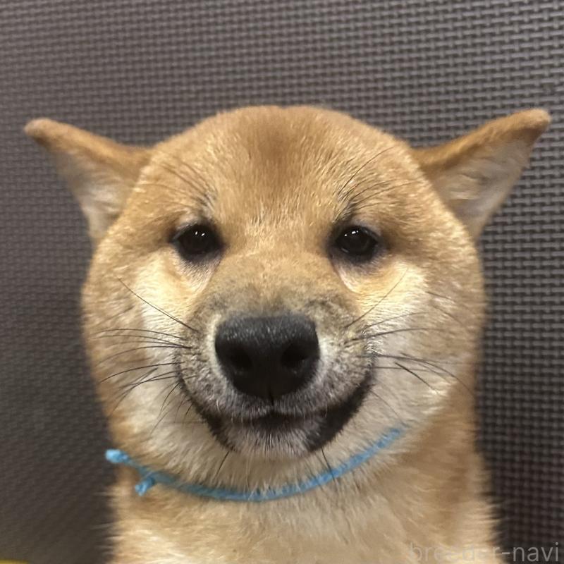 販売中の福岡県の豆柴-417543