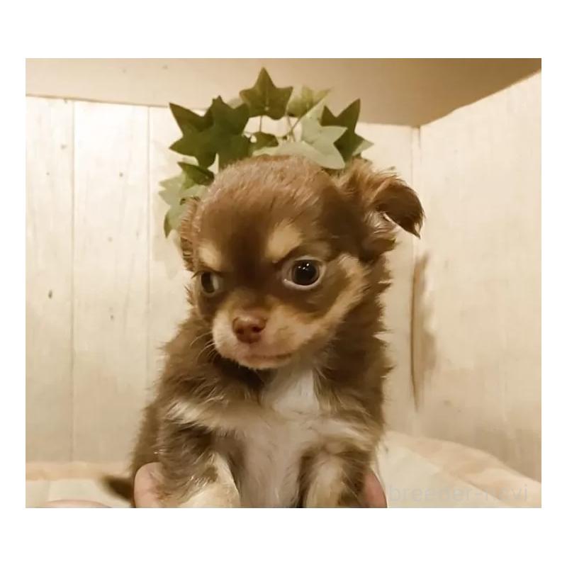 販売中の愛知県のチワワ(ロングコート)-442995の4枚目