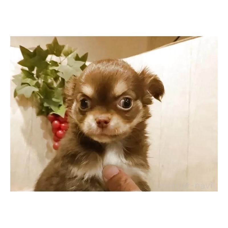 販売中の愛知県のチワワ(ロングコート)-442995の3枚目